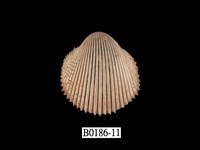 藏品(多刺鳥尾蛤)的圖片